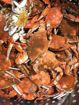 Steamed & Seasoned Maryland Blue Crabs